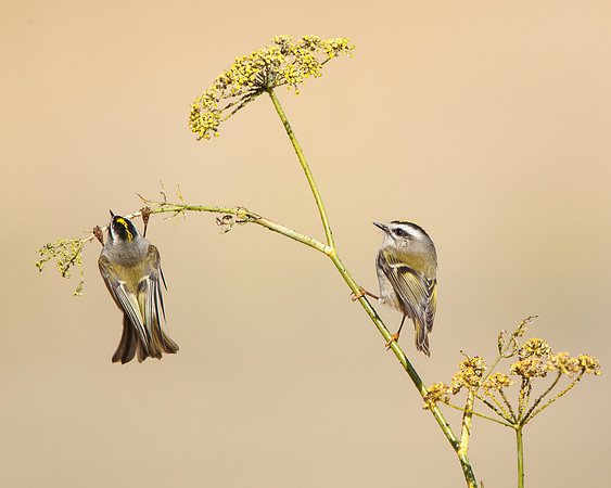 Golden-crowned Kinglets