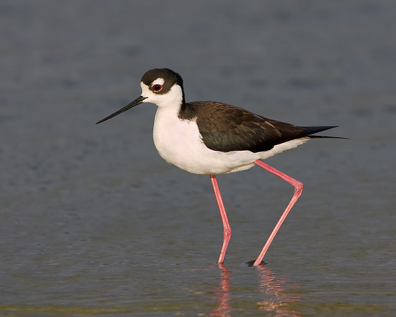 Black-necked Stilt