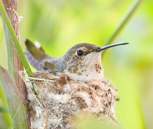 Allen's Hummingbird (?), female on nest