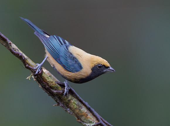 Burnished-buff Tanager