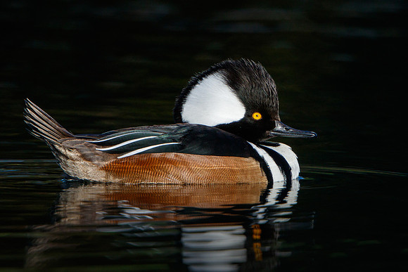 Hooded Merganser, male