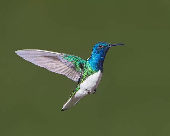 White-necked Jacobin in flight