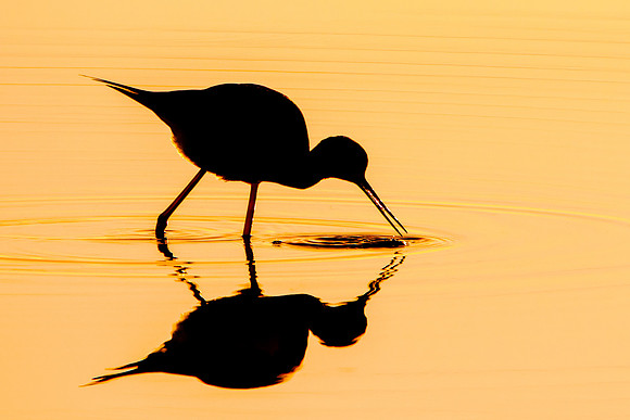 Black-necked Stilt, feeding