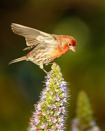 House Finch