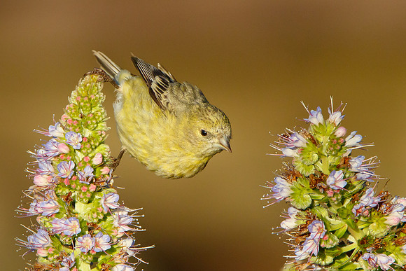 American Goldfinch