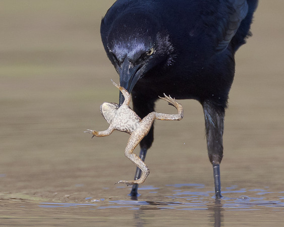 Great-tailed Grackle, with frog