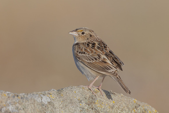 Grasshopper Sparrow