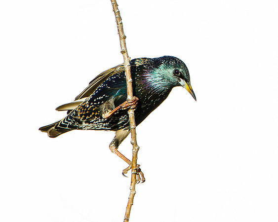 European Starling f