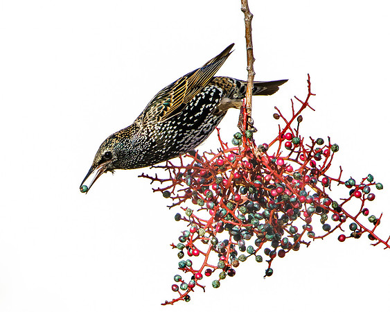 European Starling feeding on berries of Pistache Tree