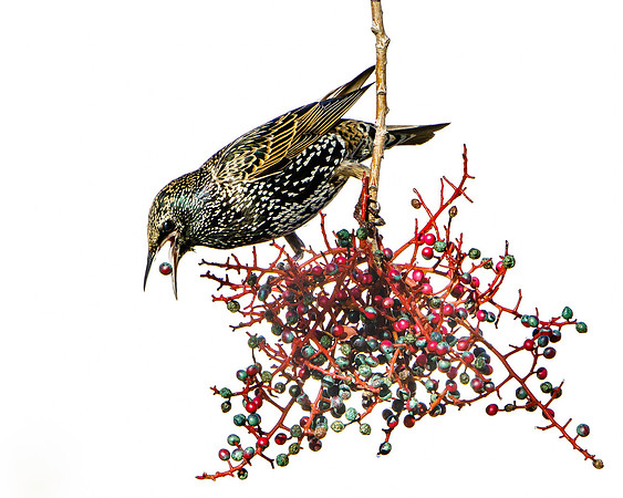 European Starling feeding on berries of Pistache Tree