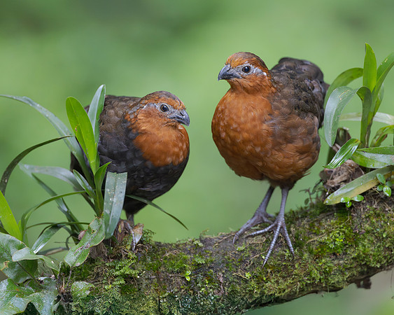 Chestnut Wood-Quail