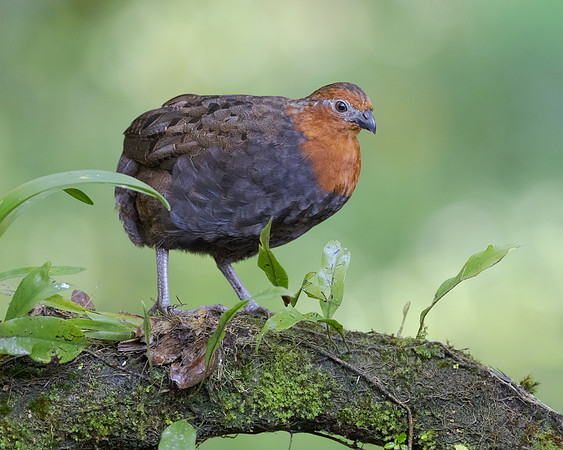 Chestnut Wood-Quail