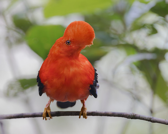 Andean Cock-of-the-rock