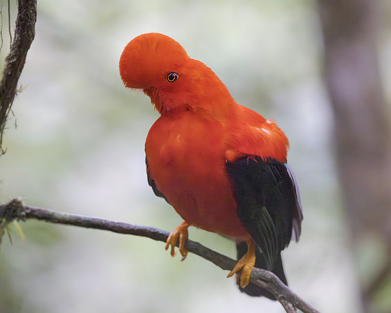 Andean Cock-of-the-rock