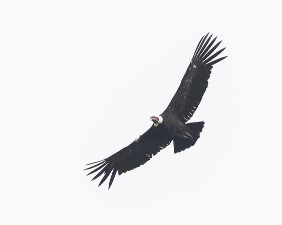 Andean Condor