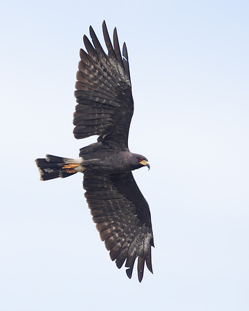 Snail Kite