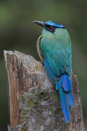 Andean Motmot