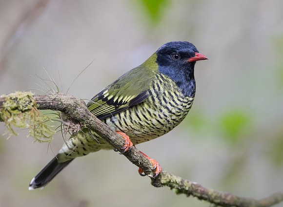 Barred Fruiteater