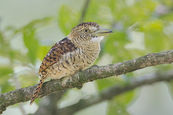 Barred Puffbird