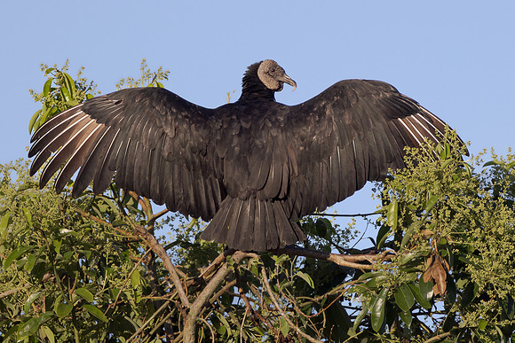 Black Vulture