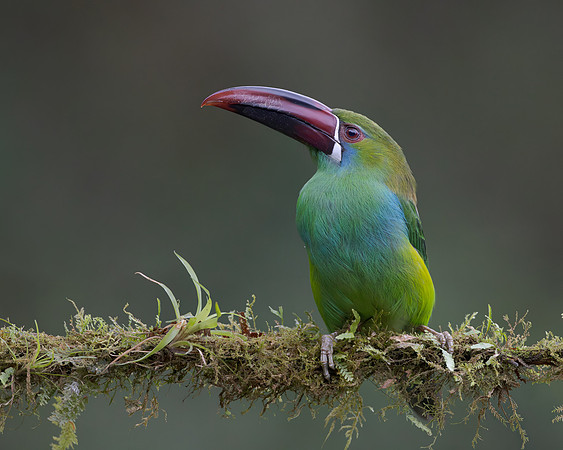 Crimson-rumped Toucanet