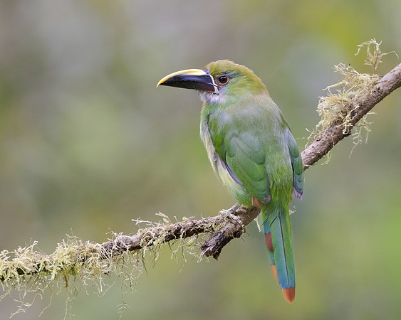 Southern Emerald-Toucanet