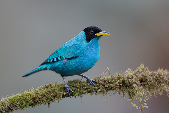 Green Honeycreeper