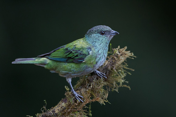 Black-capped Tanager