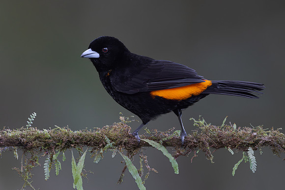 Flame-rumped Tanager