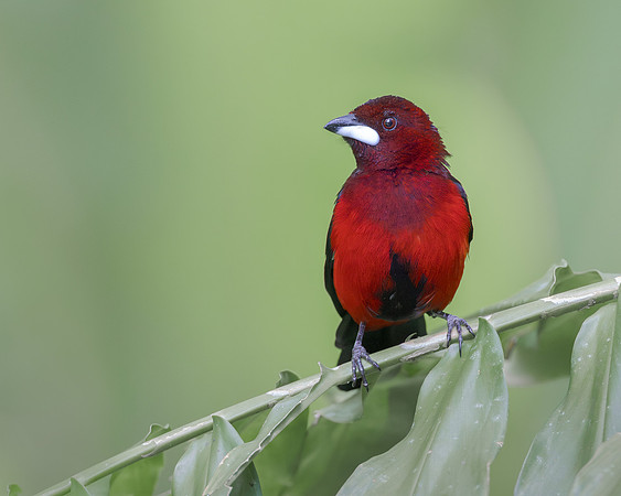 Crimson-backed Tanager