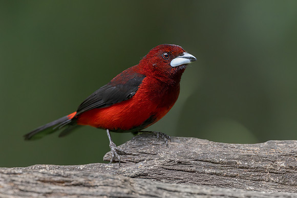 Crimson-backed Tanager