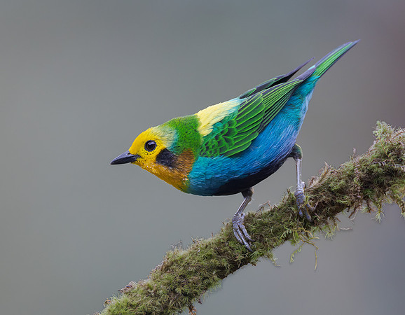 Multicolored Tanager