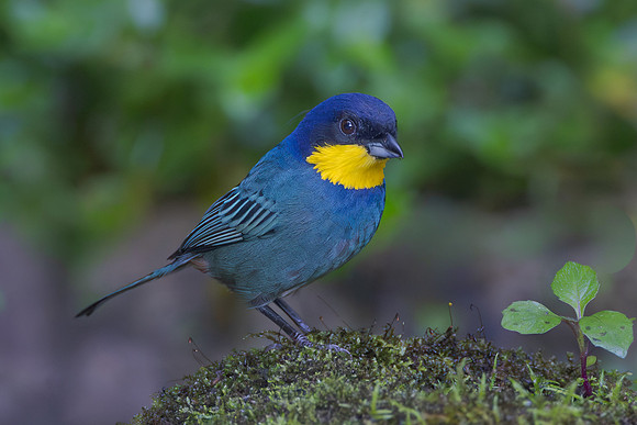 Purplish-mantled Tanager