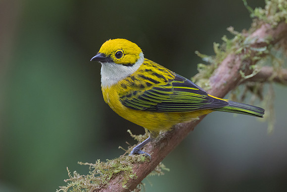 Silver-throated Tanager