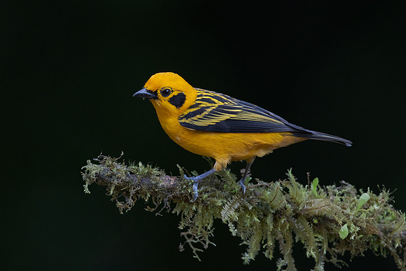 Golden Tanager
