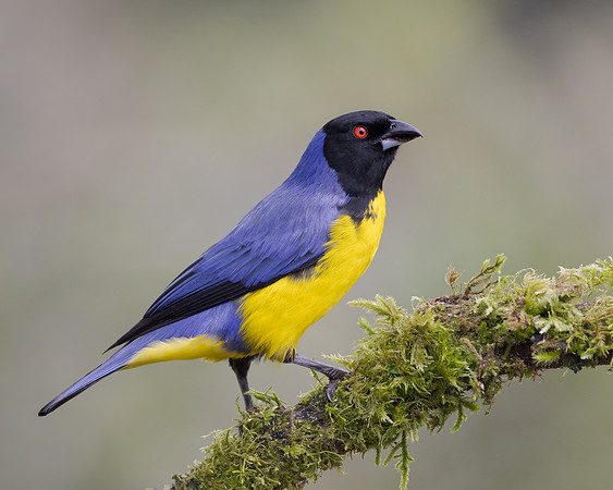 Hooded Mountain Tanager