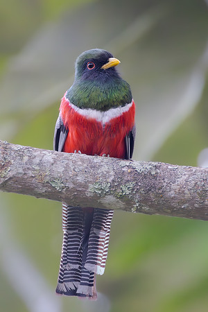 Collared Trogon