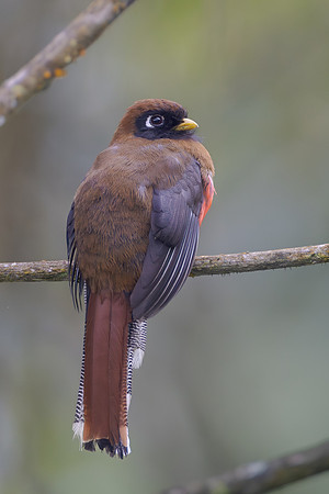 Masked Trogon, female