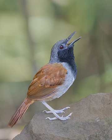 White-bellied Antbird