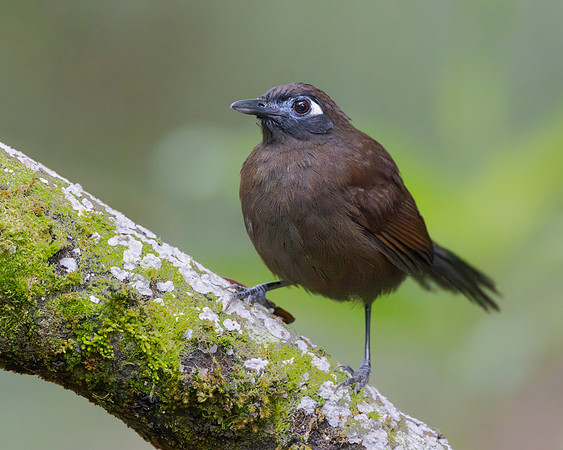 Blue-lored Antbird, female