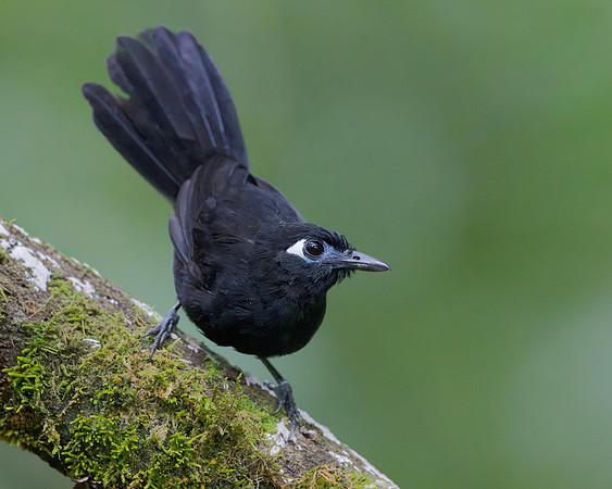 Blue-lored Antbird, male