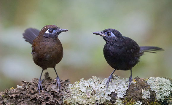 Blue-lored Antbirds