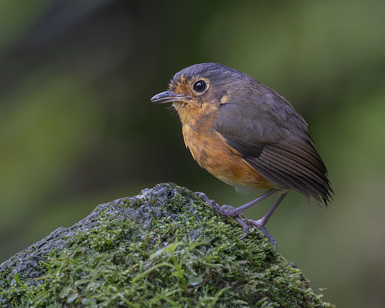 Slate-crowned Antpitta