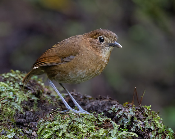 Brown-banded Antpitta