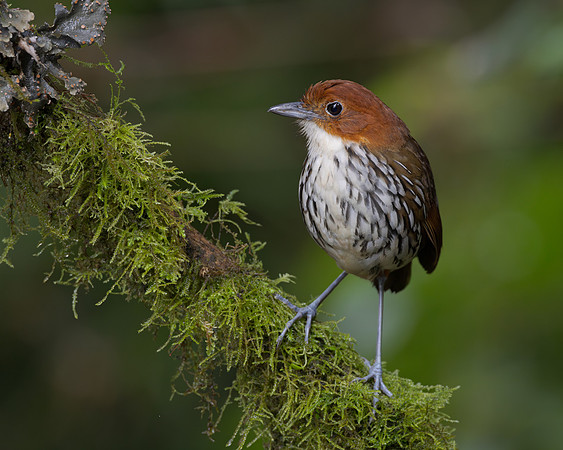 Chestnut-crowned Antpitta