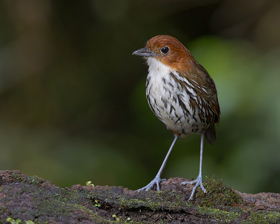 Chestnut-crowned Antpitta