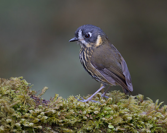 Crescent-faced Antpitta