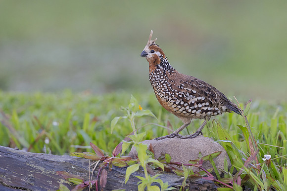 Crested Bobwhite