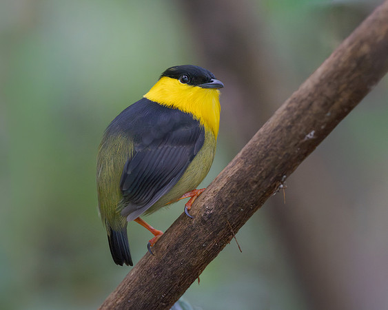 Golden-collared Manakin