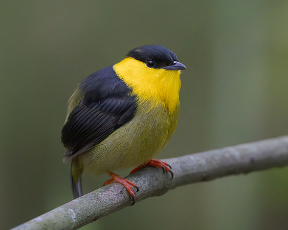 Golden-collared Manakin
